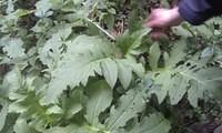 1 moesdistel